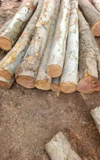 چوب برش درخت