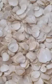 موسیر پلاک شده و خشک شده