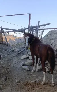 اسب