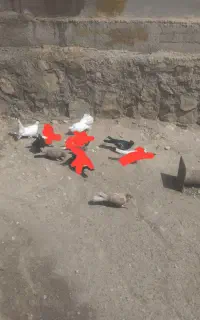 کبوتر