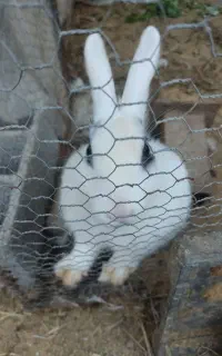 فروش خرگوش