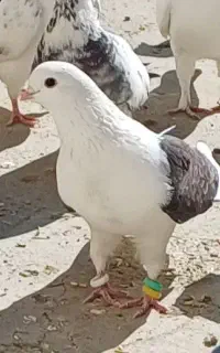 کبوتر کمشده