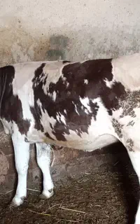 گاو در مزرعه