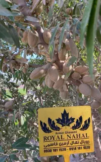 فروش نهال بادام فرانیس کاغذی