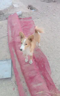 سگ نگهبان
