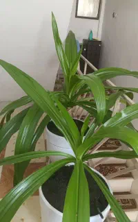 فروش دو عدد گل