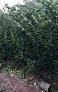 انواع نهال مرکبات