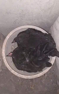 مرغ کرچ