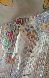 طوطی عروس هلندی نر