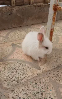 خرگوش