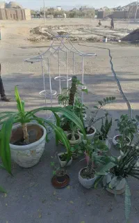 گل و استند گل