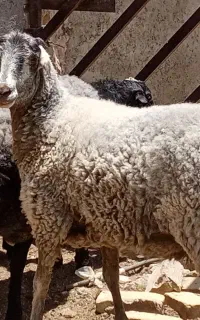 بره نرو ماده میش