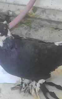 کبوتر راعبی