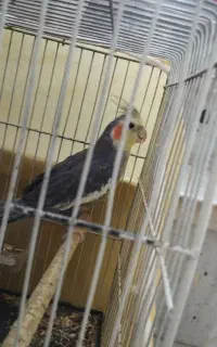 عروس هلندی ‌نر بالغ