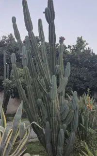 کاکتوس