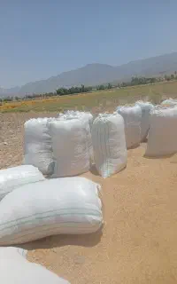 کاه