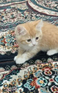 گربه