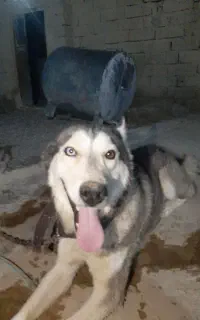 سگ هاسکی