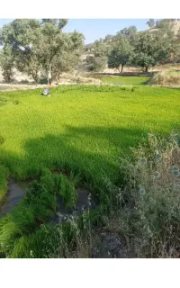 بذر چلتوک فروشی
