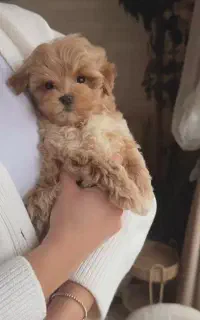 توله سگ مو زیبا خوشگل