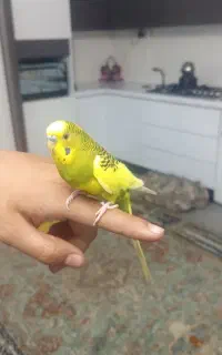یه جفت مرغ عشق نر و ماده همراه قفس و وسایل