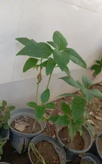 سلام تعدادی یاس کبود باقیمت مناسب
