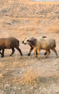 فروش کهره نر و بره  در جم