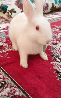 خرگوش سفید سالم