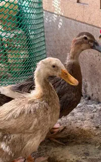 اردک تخم گذارجوان