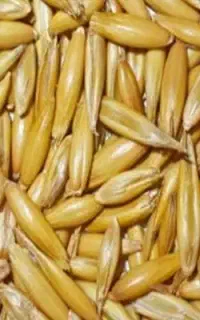 جو درجه یک