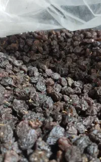 کشمش بی دانه آفتابی سایه خشک بوجاری دمگیری