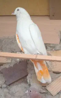 جوجه  کله دوم بور و پشتار