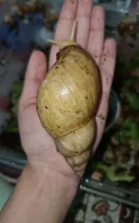 حلزون آلبینو