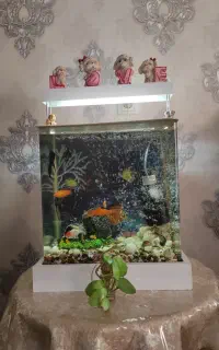 آکواریوم معامله