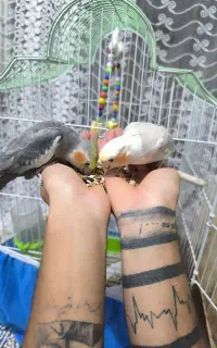 دو عدد عروس هلندی دستی
