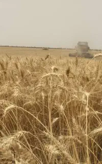 گندم تمیز