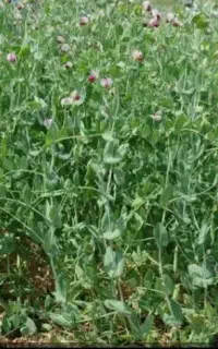 کاه گورگوروع یاسنگینک