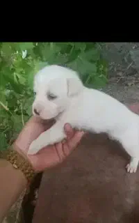 واگذاری  پاکوتاه