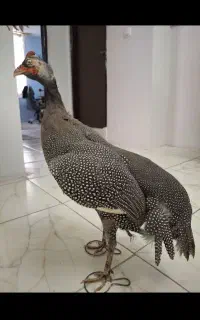 مرغ شاخدار قیمت توافقی