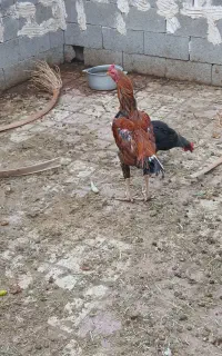 خروس لاری