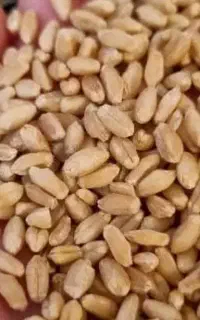 گندم