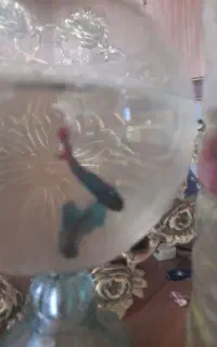 ماهی فایتر