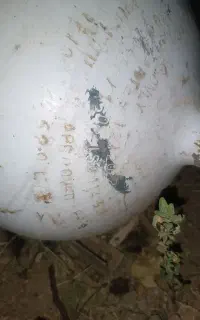 کپسول سی ان جی