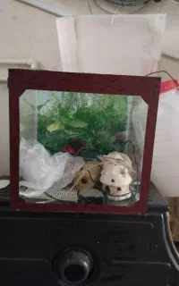 آکواریوم