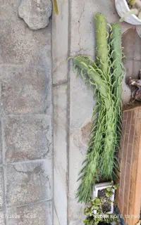 کاکتوس