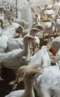 جوجه بوقلمون بیوتی۲۶روزه و جوجه مرغ گلپایگان۴روزه