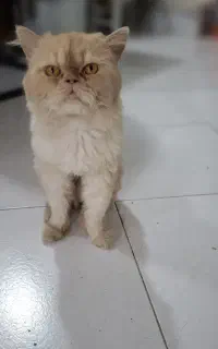گربه پرشین آروم و کم صدا و مهربون