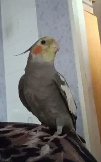 عروس هلندی گم شده