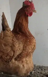 مرغ تخم گذار