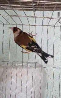 سهره